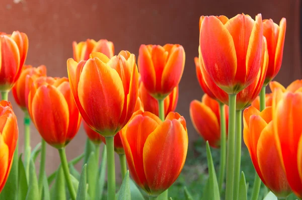 Colorful tulips and other flowers in royal park rajapruek. — Stock Photo, Image