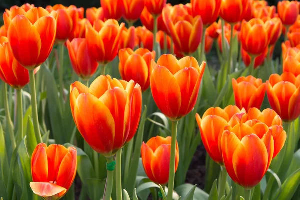 Colorful tulips and other flowers in royal park rajapruek. — Stock Photo, Image