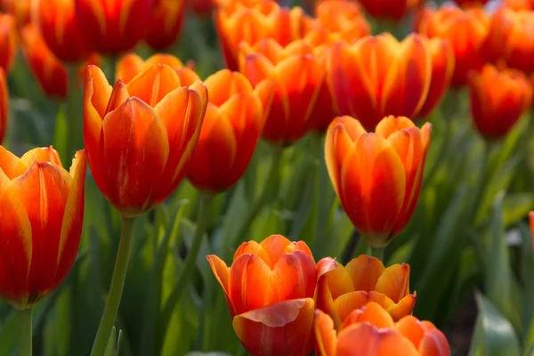 Colorful tulips and other flowers in royal park rajapruek. — Stock Photo, Image