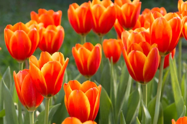 Colorful tulips and other flowers in royal park rajapruek. — Stock Photo, Image