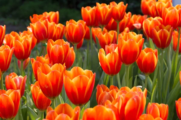 Renkli Lale ve royal park rajapruek diğer çiçekler.