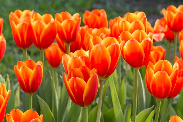 Colorful tulips and other flowers in royal park rajapruek. — Stock Photo, Image