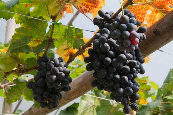 Asma yapraklı mor kırmızı üzümler. taze meyve