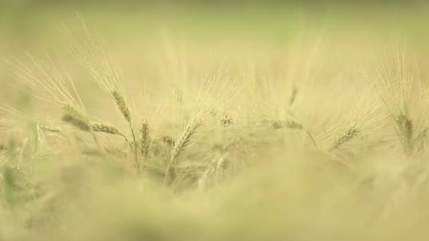 Cannucce di grano al tramonto — Video Stock