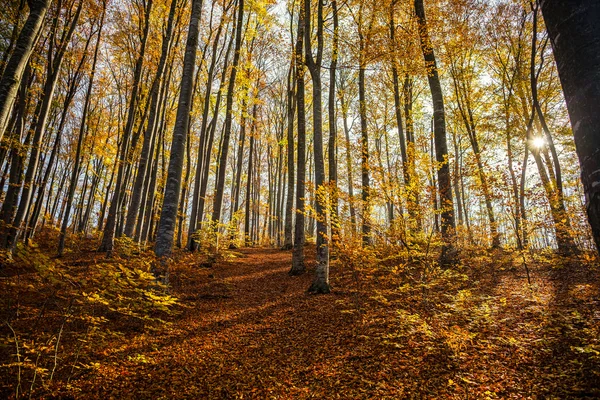 秋天和森林 免版税图库照片