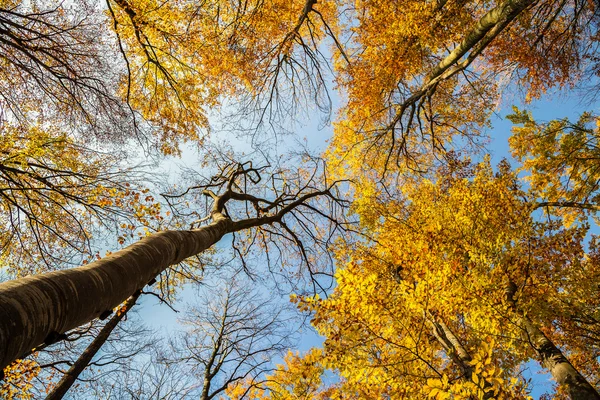 Herfst en bos — Stockfoto