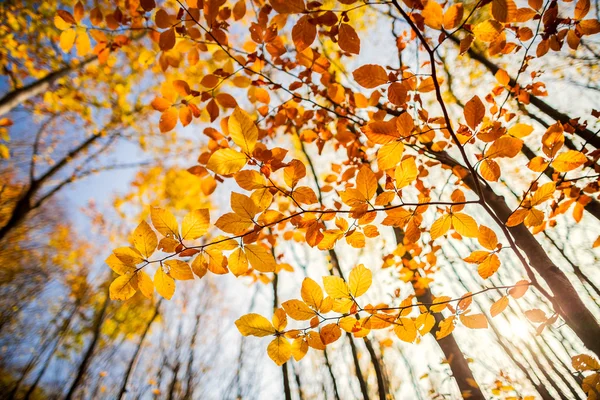 Autunno e foresta — Foto Stock