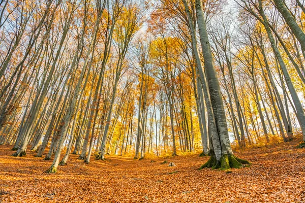 Herbst und Wald lizenzfreie Stockbilder