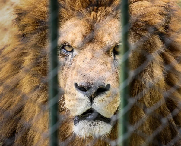 Löwe im Zoo hinter dem Zaun Stockbild