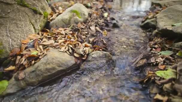 Creek sonbahar yaprak ile — Stok video