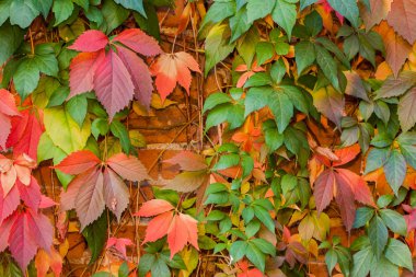 renkli sonbahar yaprak arka plan