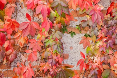 renkli sonbahar yaprak arka plan