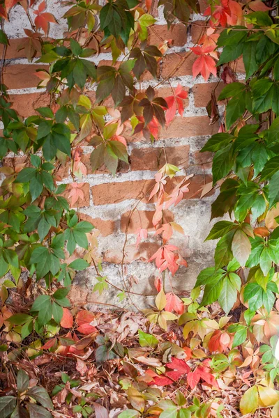 Barevné podzimní listí pozadí — Stock fotografie