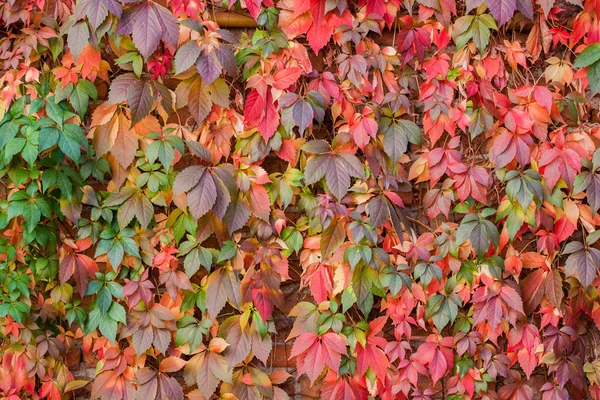多彩秋天树叶背景 图库图片