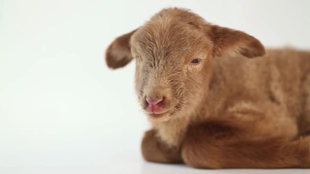 Isolated baby lamb lying — Stock Video