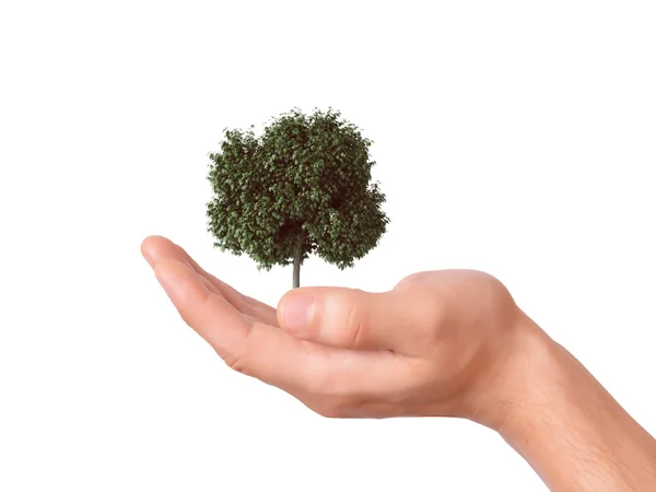 Hand hält einen Baum mit isoliertem Hintergrund — Stockfoto