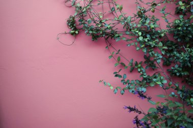 Yeşil yaprakları ile pembe duvar