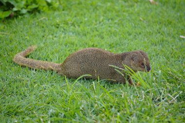 Tropikal bölgelerde firavun faresi küçük yırtıcı