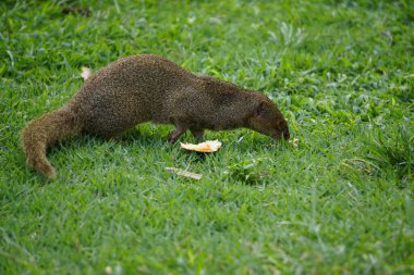 Tropikal bölgelerde firavun faresi küçük yırtıcı