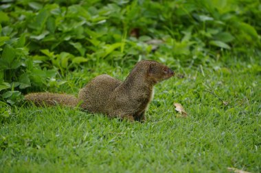 Tropikal bölgelerde firavun faresi küçük yırtıcı