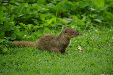 Tropikal bölgelerde firavun faresi küçük yırtıcı