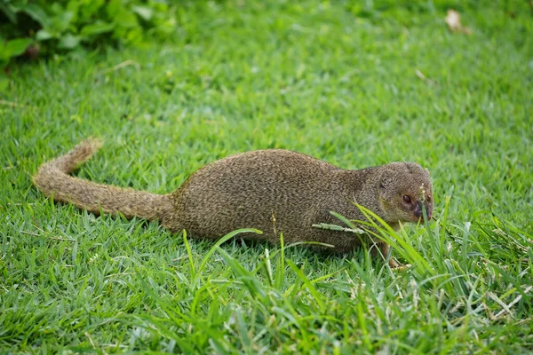 热带地区的Mongoose小掠食者 — 图库照片