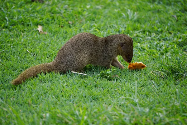 Mongoose Petit Prédateur Dans Les Zones Tropicales — Photo