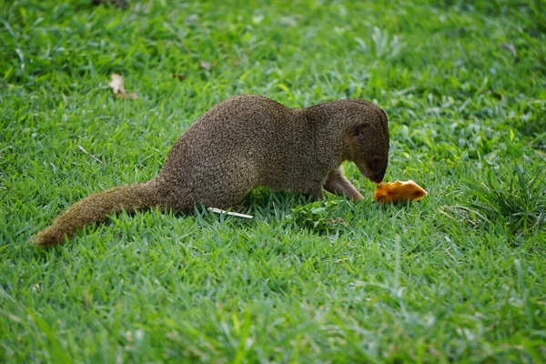 Mangosta Pequeño Depredador Áreas Tropicales — Foto de Stock