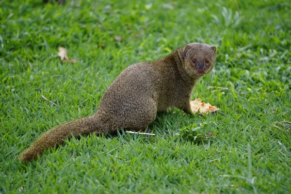 Mongoose Petit Prédateur Dans Les Zones Tropicales — Photo