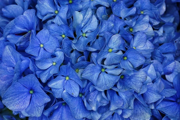 Hermosa Flor Bue Hortensia — Foto de Stock
