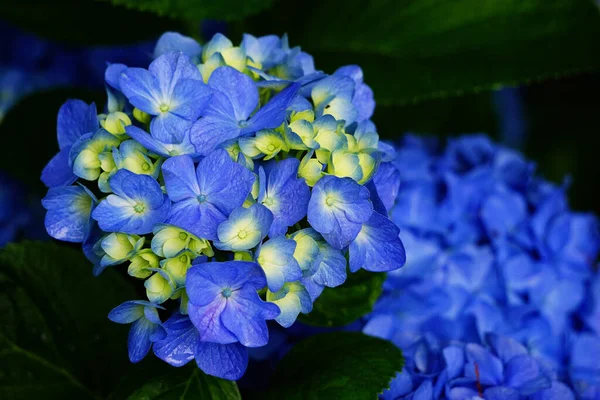 Güzel Çiçek Buesi Ortanca — Stok fotoğraf