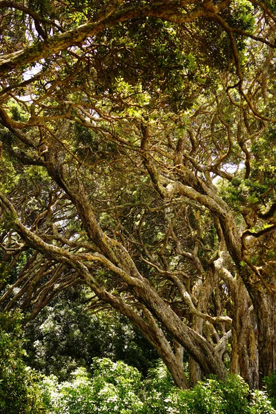 Hermoso Bosque Nueva Zelanda —  Fotos de Stock