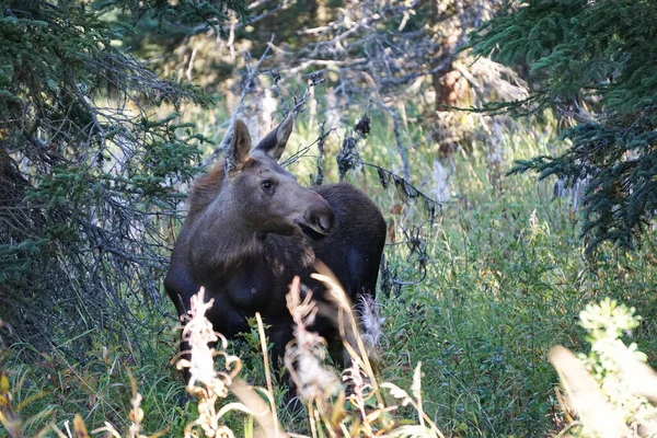 Alces Salvaje Norte América — Foto de Stock