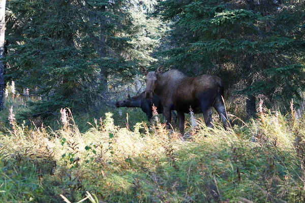 Alces Salvaje Norte América — Foto de Stock