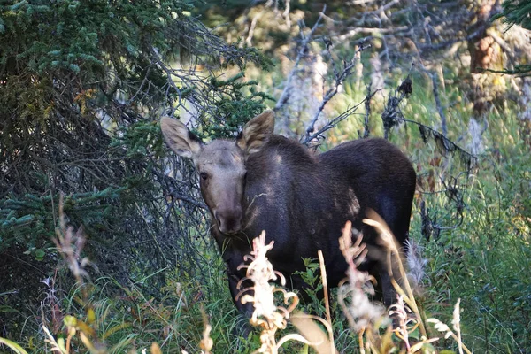 Moose Στην Άγρια Βόρεια Αμερική — Φωτογραφία Αρχείου