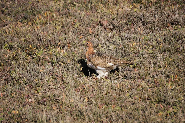 Wilow Ptarmigan Officiële Staatsvogel Van Alaska — Stockfoto