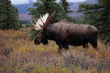 Alaska 'daki Denali Milli Parkı' nda güzel vahşi geyik boğası