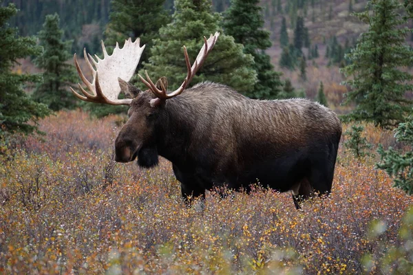 Schöner Wilder Elchbulle Nationalpark Denali Alaska — Stockfoto