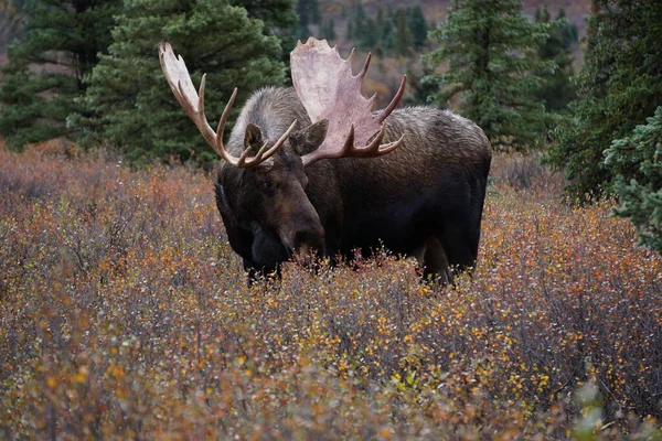 Beau Taureau Orignal Sauvage Dans Parc National Denali Alaska — Photo