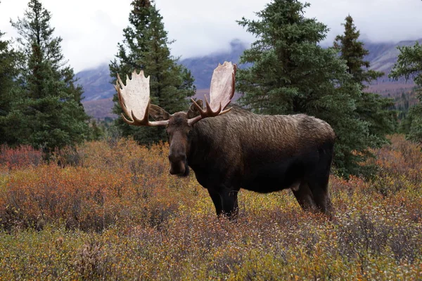 Alaska Daki Denali Milli Parkı Nda Güzel Vahşi Geyik Boğası — Stok fotoğraf