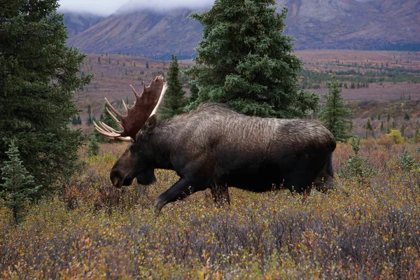 Vacker Vild Älgtjur Nationalparken Denali Alaska — Stockfoto