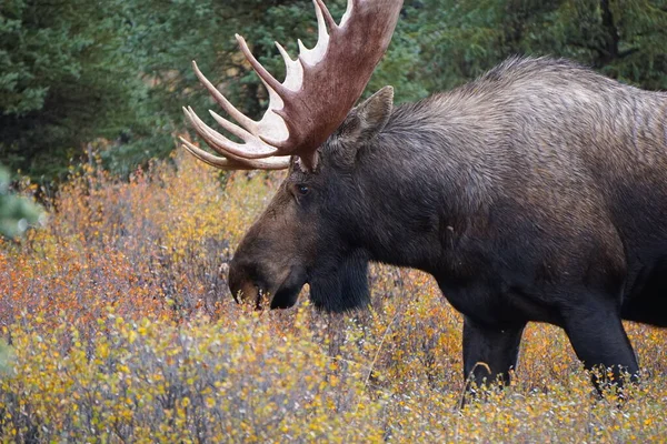 Alaska Daki Denali Milli Parkı Nda Güzel Vahşi Geyik Boğası — Stok fotoğraf