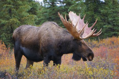 Alaska 'daki Denali Milli Parkı' nda güzel vahşi geyik boğası