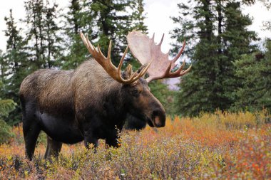 Alaska 'daki Denali Milli Parkı' nda güzel vahşi geyik boğası