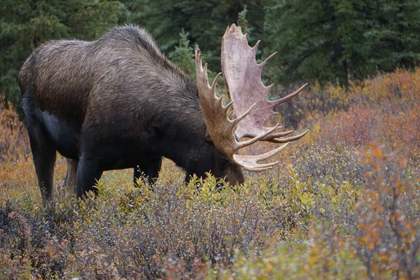 Bela Touro Alce Selvagem Parque Nacional Denali Alasca — Fotografia de Stock