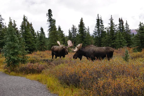 Bela Touro Alce Selvagem Parque Nacional Denali Alasca — Fotografia de Stock