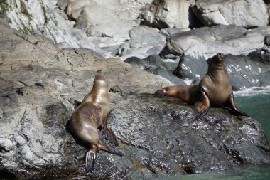 Alaska 'daki deniz aslanları kolonisi