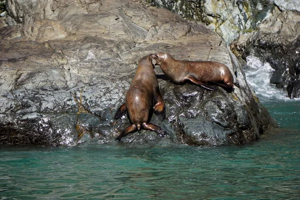 Alaska Daki Deniz Aslanları Kolonisi — Stok fotoğraf