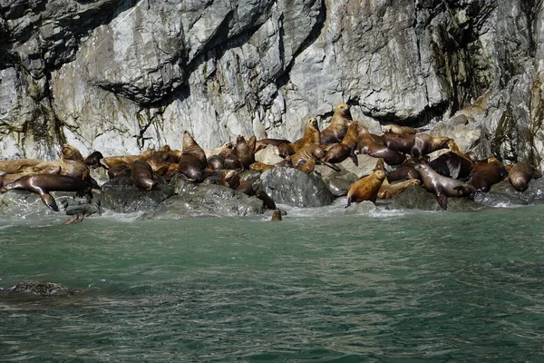 Alaska Daki Deniz Aslanları Kolonisi — Stok fotoğraf