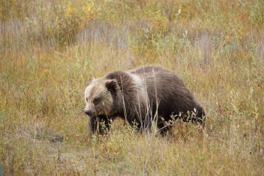 Vahşi Yukon 'da boz ayı